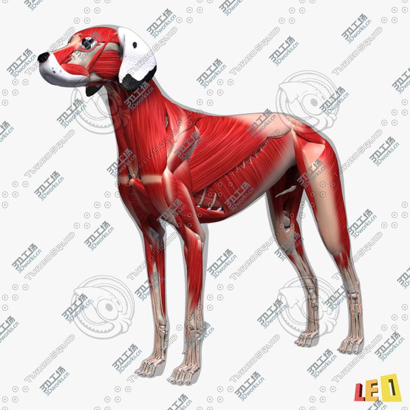 images/goods_img/20210313/Dog Anatomy (Textured)/4.jpg